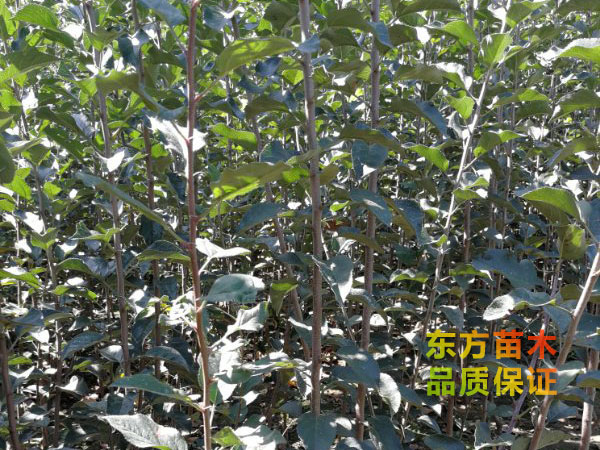 蘋(píng)果苗