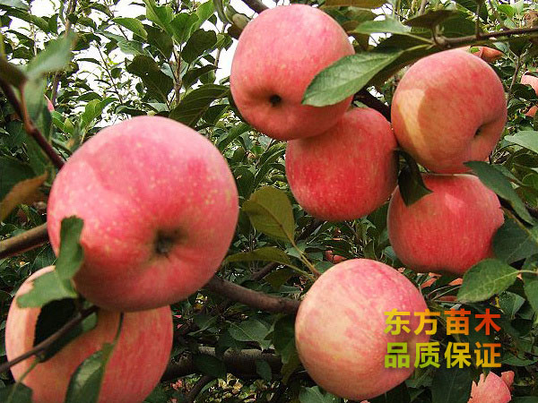 蘋果樹