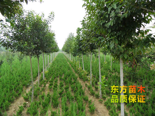 玉蘭樹(shù)