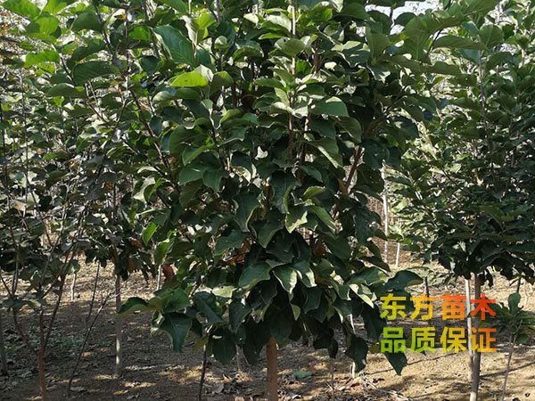 玉蘭樹(shù)