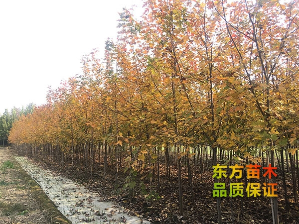美國(guó)紅楓