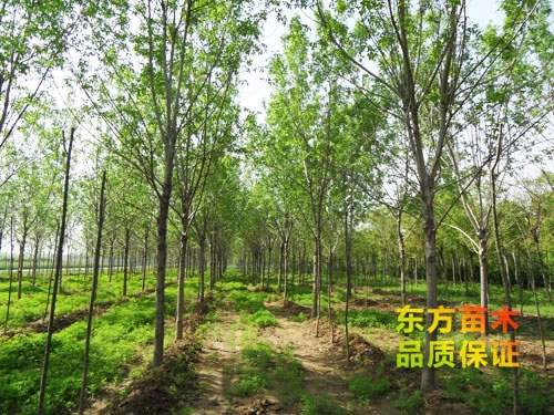 苗木栽培以后應該注意哪些？