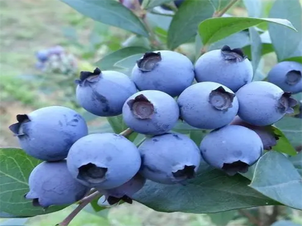 阿蘭納藍莓1